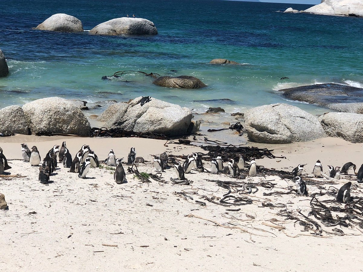 African Penguin & Seabird Sanctuary guide imagery