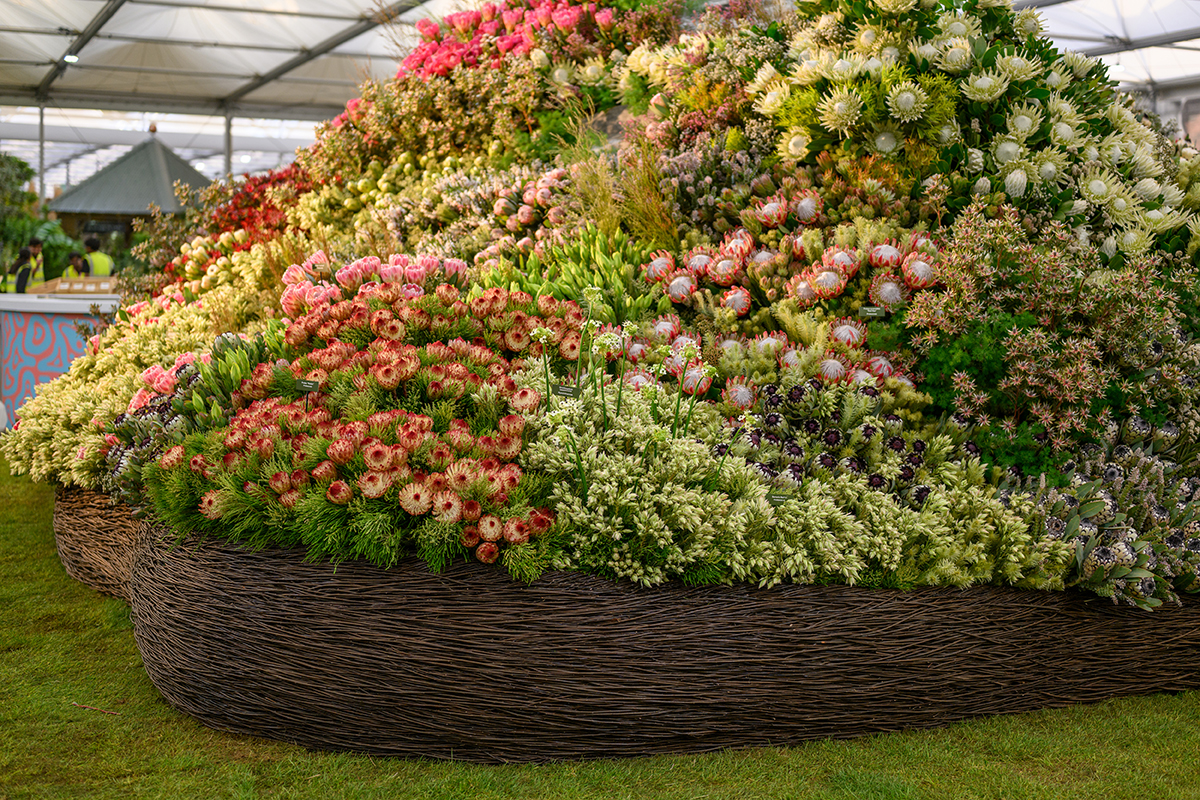 Chelsea Flowers Open Garden guide imagery