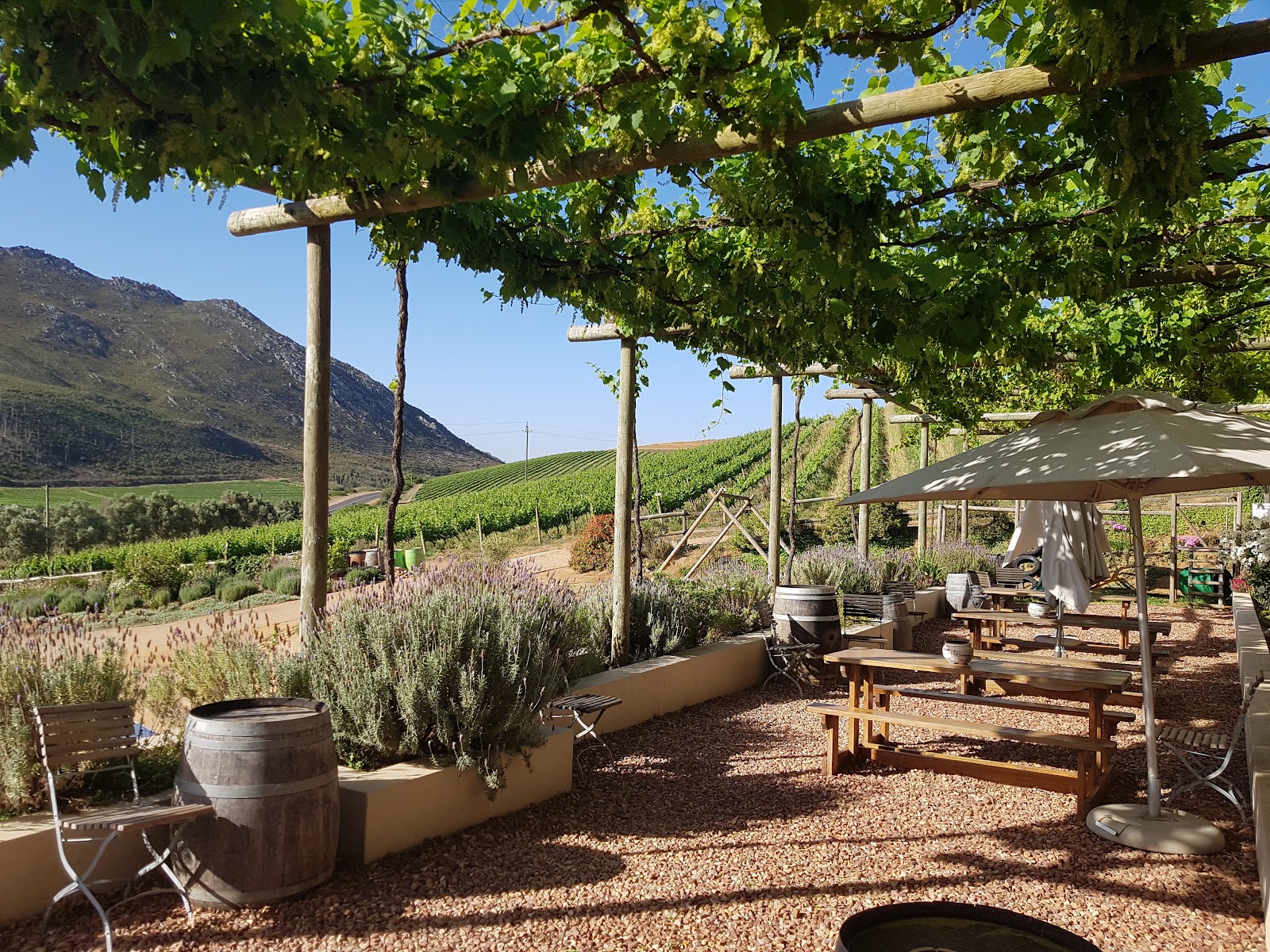 Raka Wine guide imagery