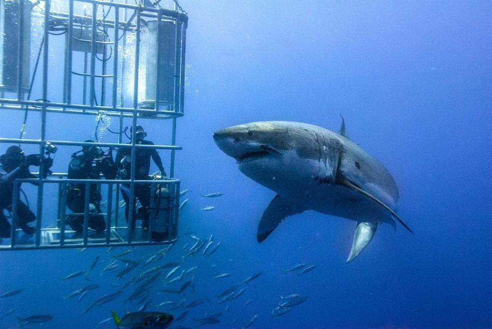White Shark Projects guide imagery