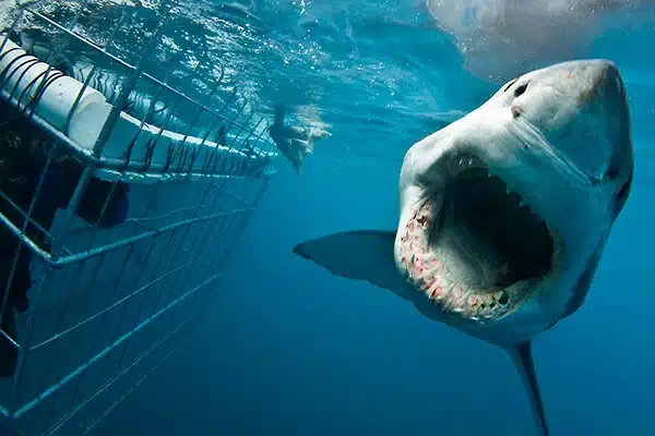 Sharklady Adventures guide imagery