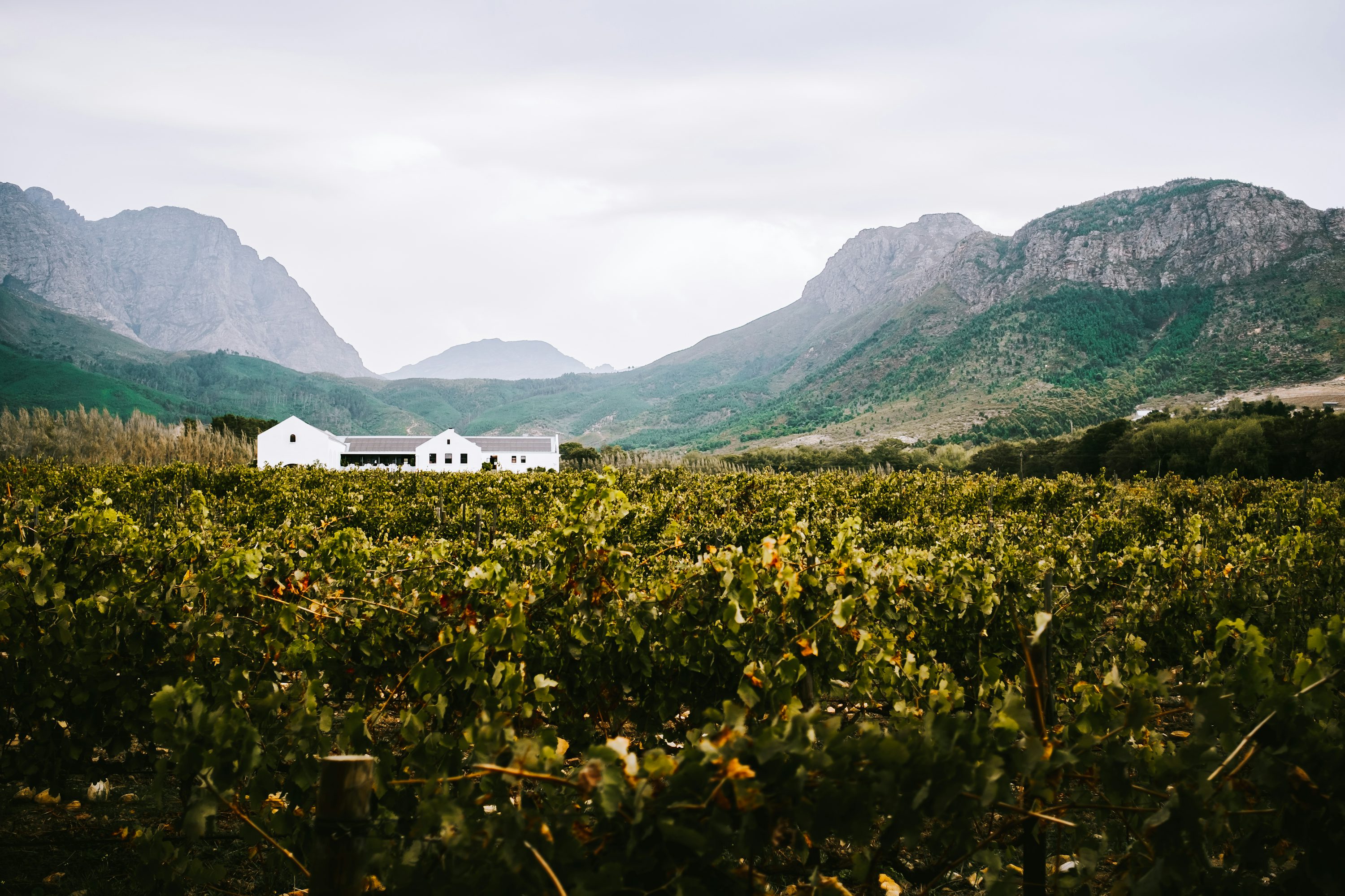 Lomond Wine Estate guide imagery